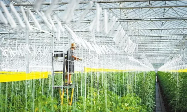 加強規模化種植基地建設與農業生產托管服務，助力蔬菜產業穩定發展